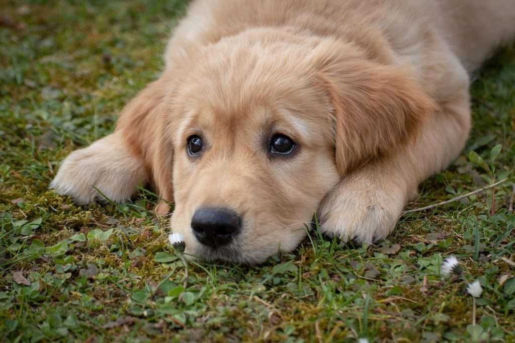 dog, puppy, golden