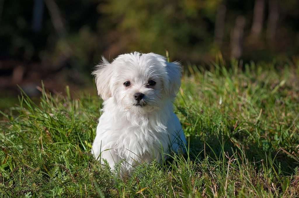 Maltese, dog, puppy-locozuna