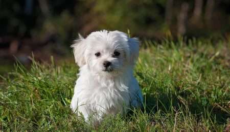 maltese, dog, puppy-1123016.jpg