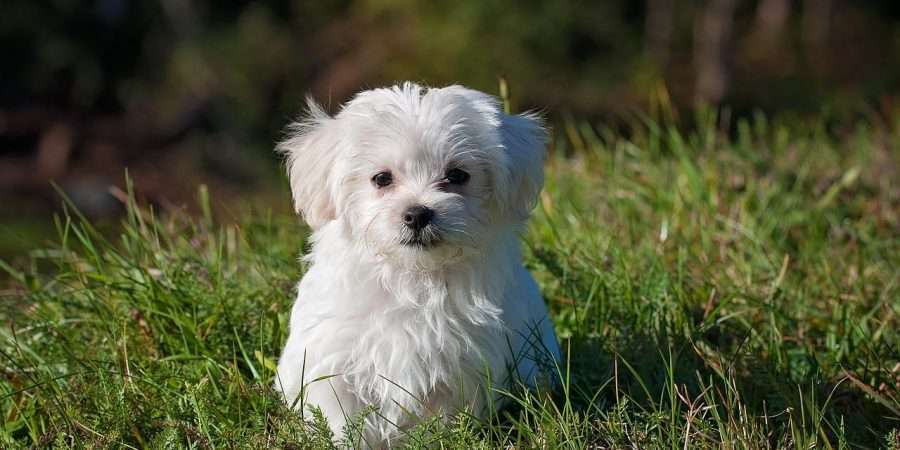 maltese, dog, puppy-1123016.jpg