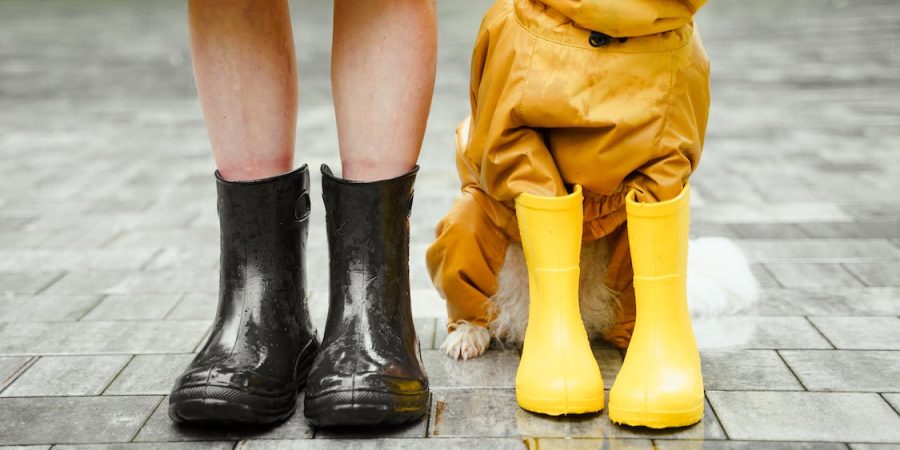 pet insurance