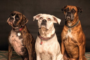 Joining the Pet Club: Health and Happiness for Your Furry Friend