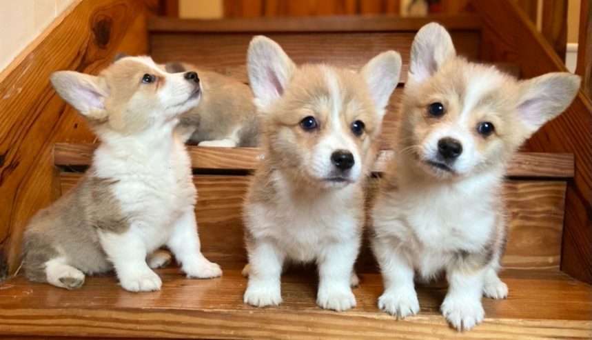 Adorable Corgi puppies for sale