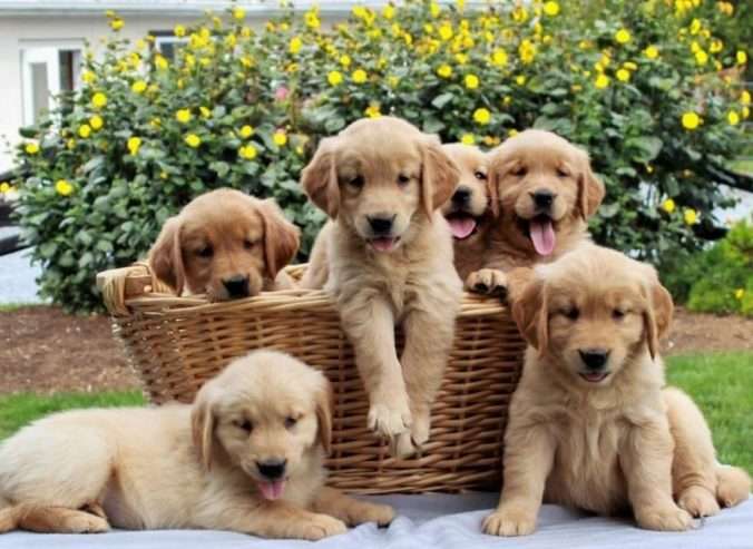 Golden retriever puppies for sale