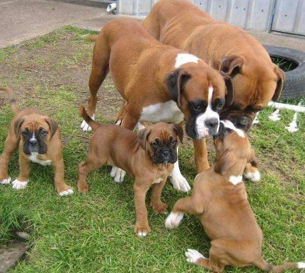 Boxer puppies for sale near you
