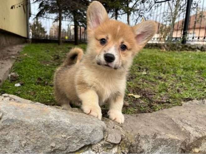 Sweet Corgi puppies for sale