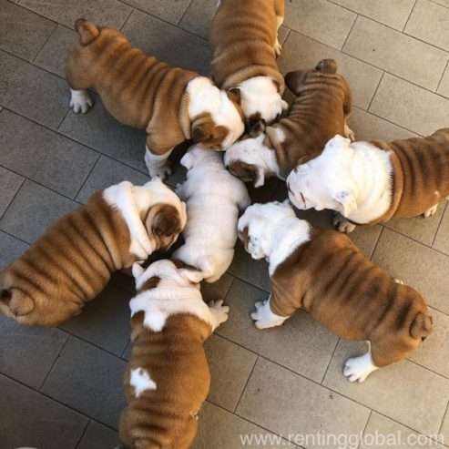 Loyalty English bulldog puppies for sale