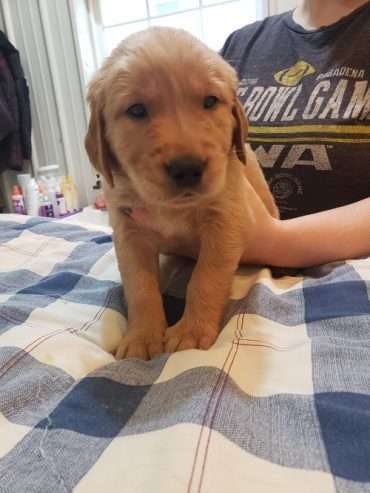 Golden retriever puppies are searching for a secure home