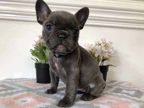 French bulldog for sale