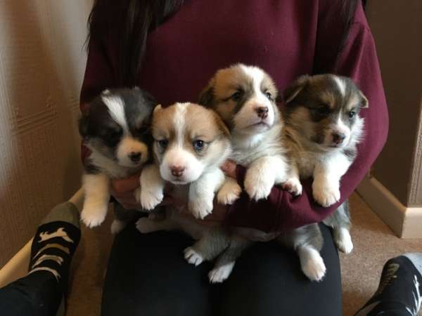 Beautiful Corgi puppies for sale