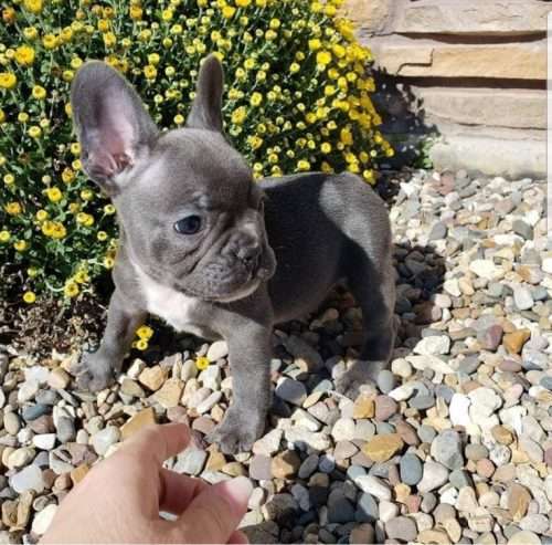 Cute French bulldog puppies for sale