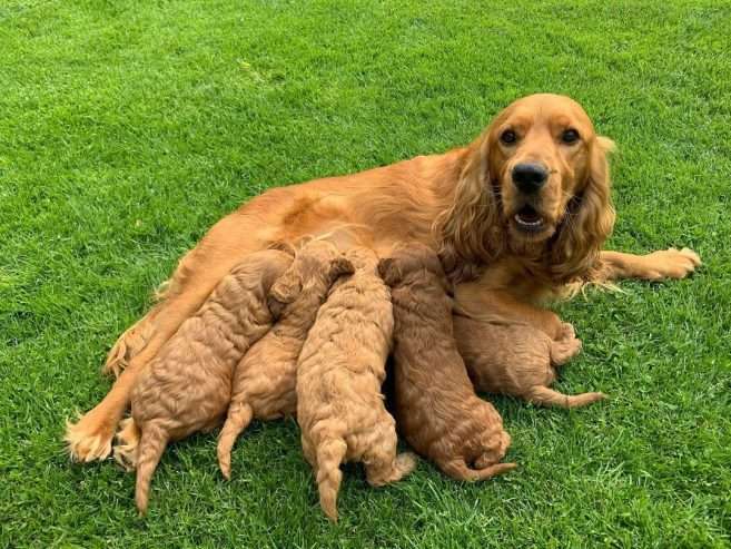 Pretty Cockapoo puppies for sale