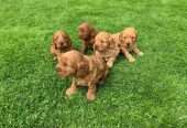 Pretty Cockapoo puppies for sale