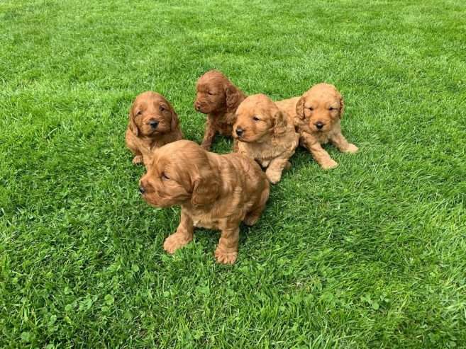 Pretty Cockapoo puppies for sale