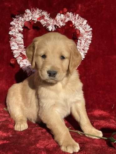 Gorgios Golden retriever puppies for sale