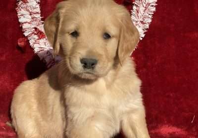 Gorgios Golden retriever puppies for sale