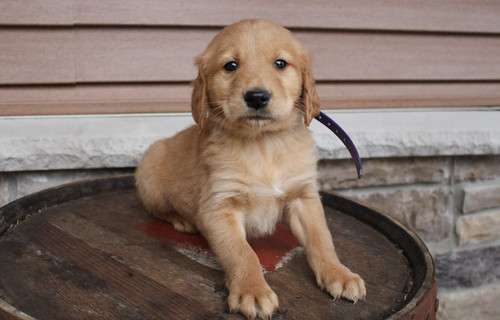 Quality Golden retriever puppies for sale