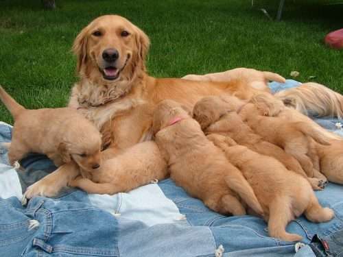 Perfect Golden retriever puppies for sale