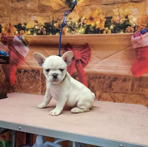 Gorgios French bulldog puppies for sale