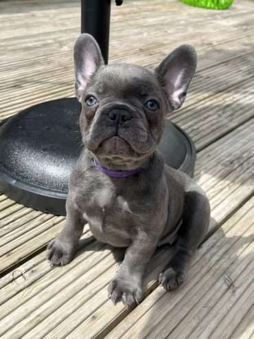 Gorgios French bulldog puppies for sale