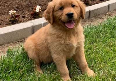 Sweet golden retriever puppies for sale