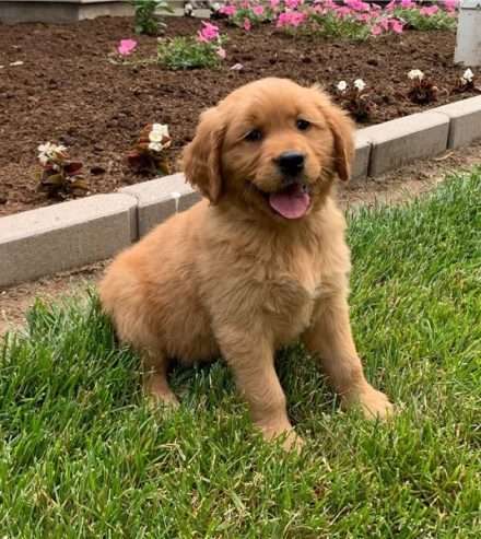 Sweet golden retriever puppies for sale