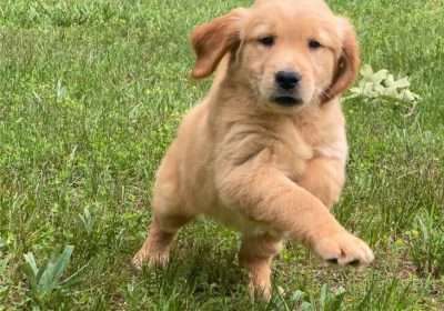 golden-retriever-puppy-picture-5e7fbb71-42b5-463e-94f1-b077d5d2f9fc