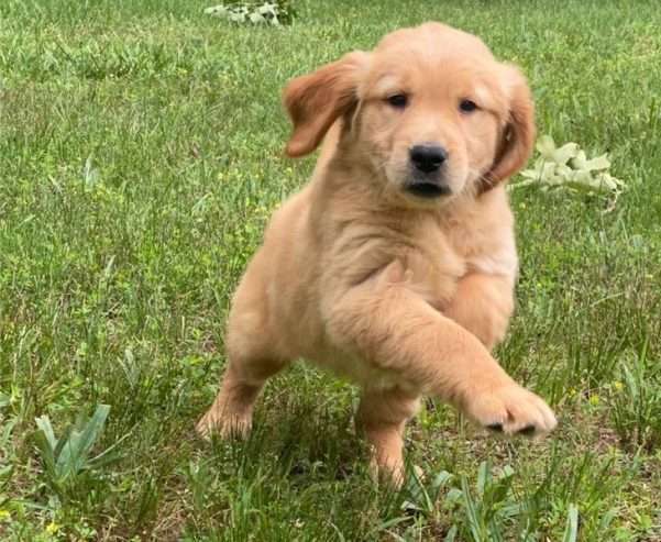 Perfect Golden retriever puppies for sale