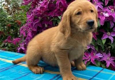 Perfect Golden retriever puppies for sale