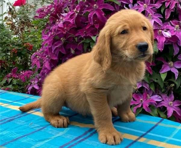 Perfect Golden retriever puppies for sale