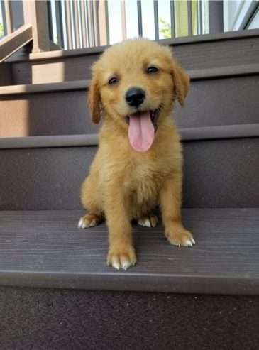 Perfect Golden retriever puppies for sale