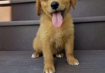 golden-retriever-puppy-picture-679a8853-e9b7-4126-9a3c-b938ef4b7bb1