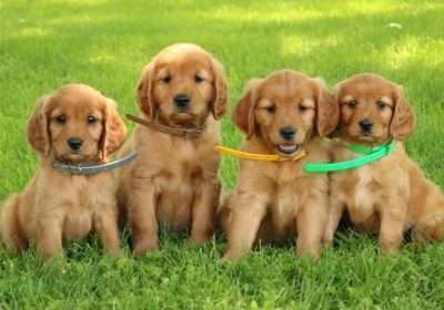 golden-retriever-puppy-picture-ca74b923-116c-40f2-8127-5b6c74245ea8