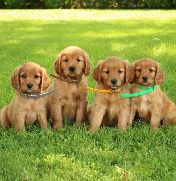 Adorable golden retriever puppies for sale