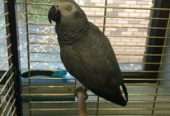 African Grey Congo Grey parrots hand tamed Talking birds Psittacus erithacus