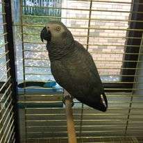 African Grey Congo Grey parrots hand tamed Talking birds Psittacus erithacus