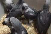 African Grey Congo Grey parrots hand tamed Talking birds Psittacus erithacus