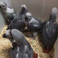 African Grey Congo Grey parrots hand tamed Talking birds Psittacus erithacus