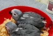 African Grey Congo Grey parrots hand tamed Talking birds Psittacus erithacus