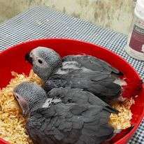 African Grey Congo Grey parrots hand tamed Talking birds Psittacus erithacus