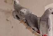 African Grey Congo Grey parrots hand tamed Talking birds Psittacus erithacus