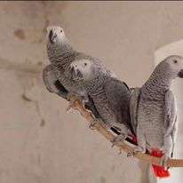 African Grey Congo Grey parrots hand tamed Talking birds Psittacus erithacus