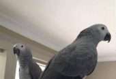 African Grey Congo Grey parrots hand tamed Talking birds Psittacus erithacus