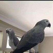 African Grey Congo Grey parrots hand tamed Talking birds Psittacus erithacus