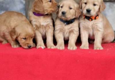 Adorable Golden Retriever Puppies For sale