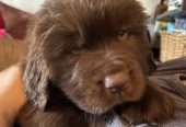 Furry and Fluffy Brown Newfoundland Puppies