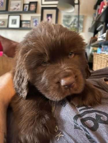 Furry and Fluffy Brown Newfoundland Puppies