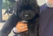 Furry and Fluffy Brown Newfoundland Puppies