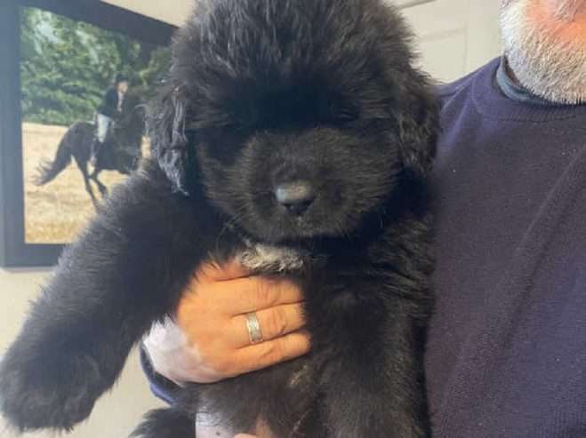 Furry and Fluffy Brown Newfoundland Puppies