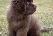 Furry and Fluffy Brown Newfoundland Puppies